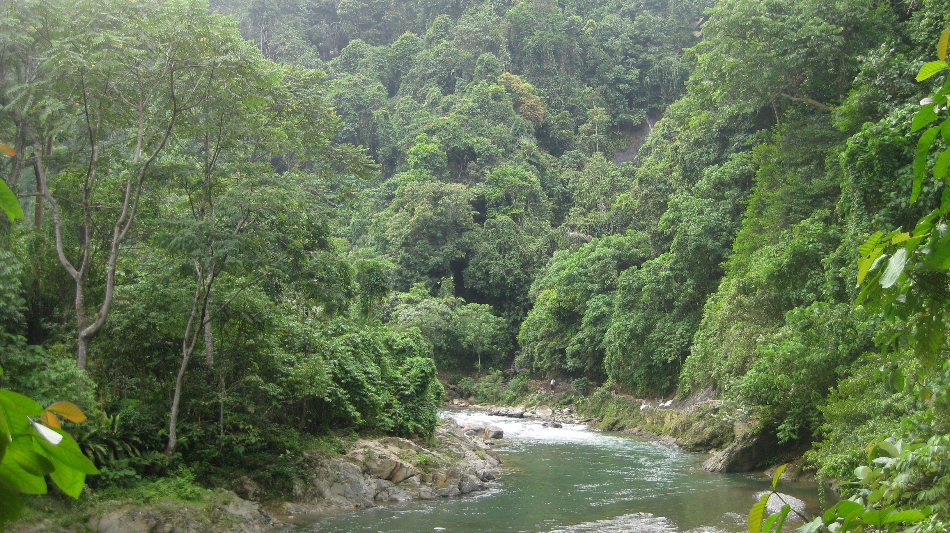 Jungle Trekking Bukit Lawang