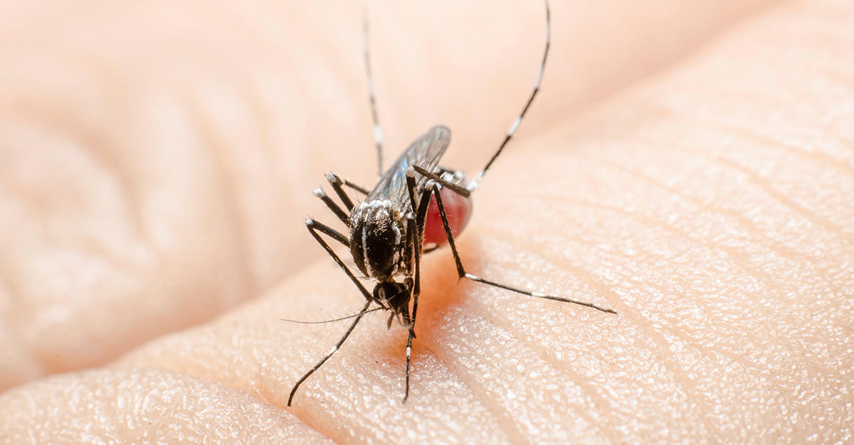 Vacuna Contra La Fiebre Del Dengue Passport Health 